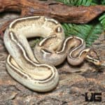 Yearling Female OD Enchi Freeway YB/Asphalt Ball Python #J44 (Python regius) For Sale - Underground Reptiles