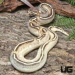 Yearling Female OD Enchi Freeway YB/Asphalt Ball Python #J44 (Python regius) For Sale - Underground Reptiles