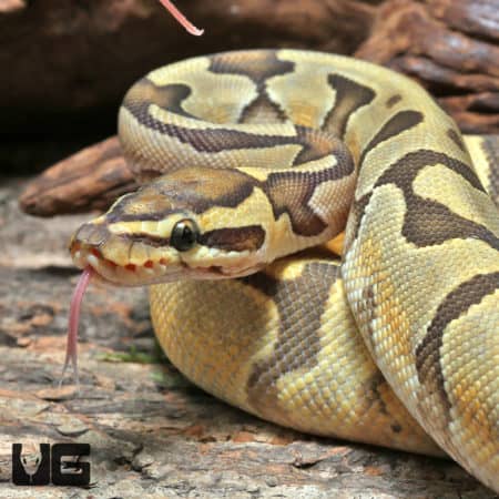 Yearling Female OD YB Enchi Het Pied Het Hypo Ball Python #J36 (Python regius) For Sale - Underground Reptiles