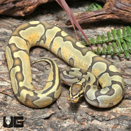 Yearling Female OD YB Enchi Het Pied Het Hypo Ball Python #J36 (Python regius) For Sale - Underground Reptiles