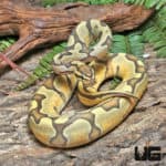 Yearling Female OD YB Enchi Het Pied Het Hypo Ball Python #J36 (Python regius) For Sale - Underground Reptiles