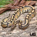 Female Russo Ball Python (Python regius) For Sale - Underground Reptiles