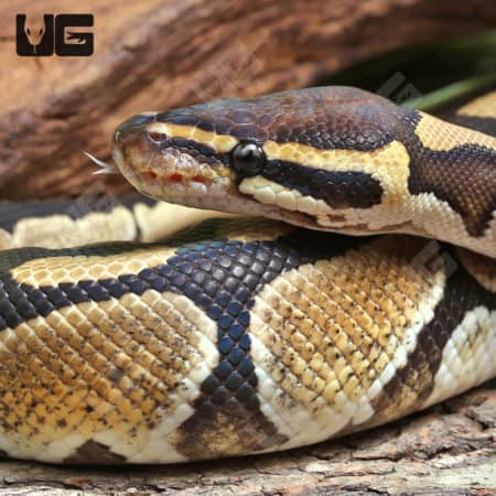 Female Russo Ball Python (Python regius) For Sale - Underground Reptiles