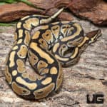 Female Russo Ball Python (Python regius) For Sale - Underground Reptiles