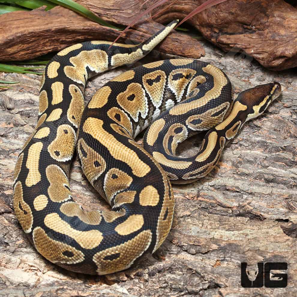 Ball Pythons For Sale - Underground Reptiles