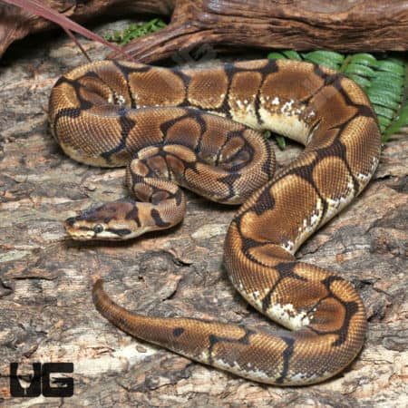 Yearling Female Spider Het Clown Ball Python #J30 (Python regius) For Sale - Underground Reptiles