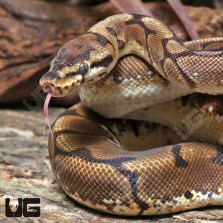 Yearling Female Spider Het Clown Ball Python #J30 (Python regius) For Sale - Underground Reptiles