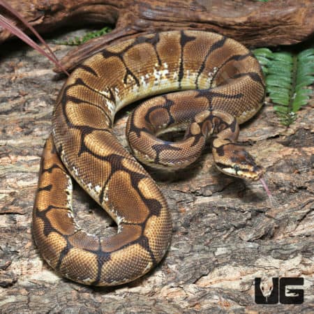 Yearling Female Spider Het Clown Ball Python #J30 (Python regius) For Sale - Underground Reptiles