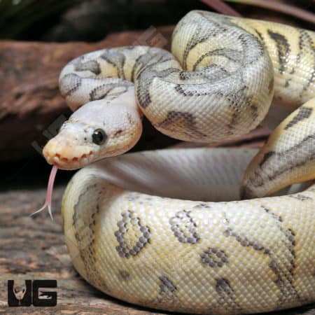 Yearling Female Super Pastel Leopard Clown Ball Python #J18 (Python regius) For Sale - Underground Reptiles