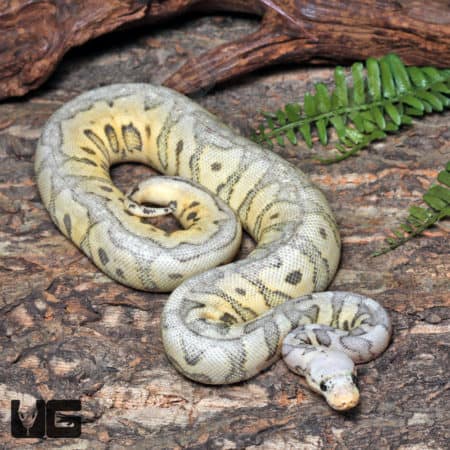 Yearling Female Super Pastel Leopard Clown Ball Python #J18 (Python regius) For Sale - Underground Reptiles
