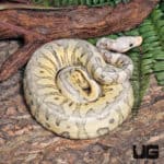 Yearling Female Super Pastel Leopard Clown Ball Python #J18 (Python regius) For Sale - Underground Reptiles