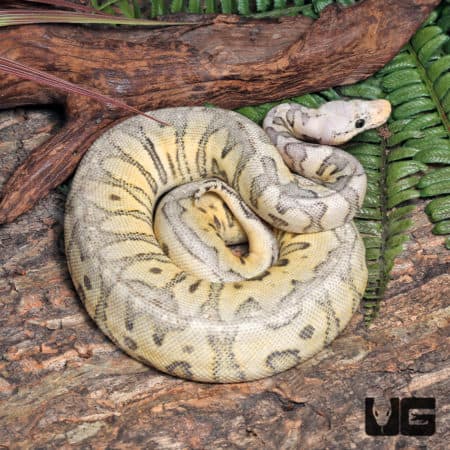Yearling Female Super Pastel Leopard Clown Ball Python #J18 (Python regius) For Sale - Underground Reptiles