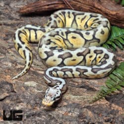 Yearling Female Super Pastel Het Clown Leopard Ball Python #J19 (Python regius) For Sale - Underground Reptiles