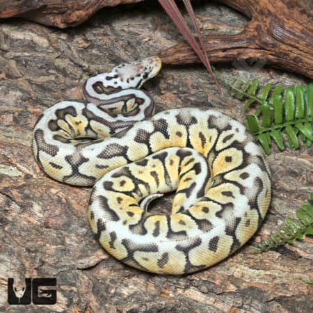 Yearling Female Super Pastel Het Clown Leopard Ball Python #J19 (Python regius) For Sale - Underground Reptiles