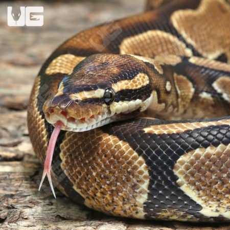 Female Yellowbelly Ball Python (Python regius) For Sale - Underground Reptiles