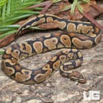Female Yellowbelly Ball Python (Python regius) For Sale - Underground Reptiles