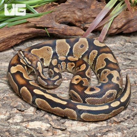 Female Yellowbelly Ball Python (Python regius) For Sale - Underground Reptiles