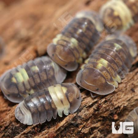 Firefly Isopods