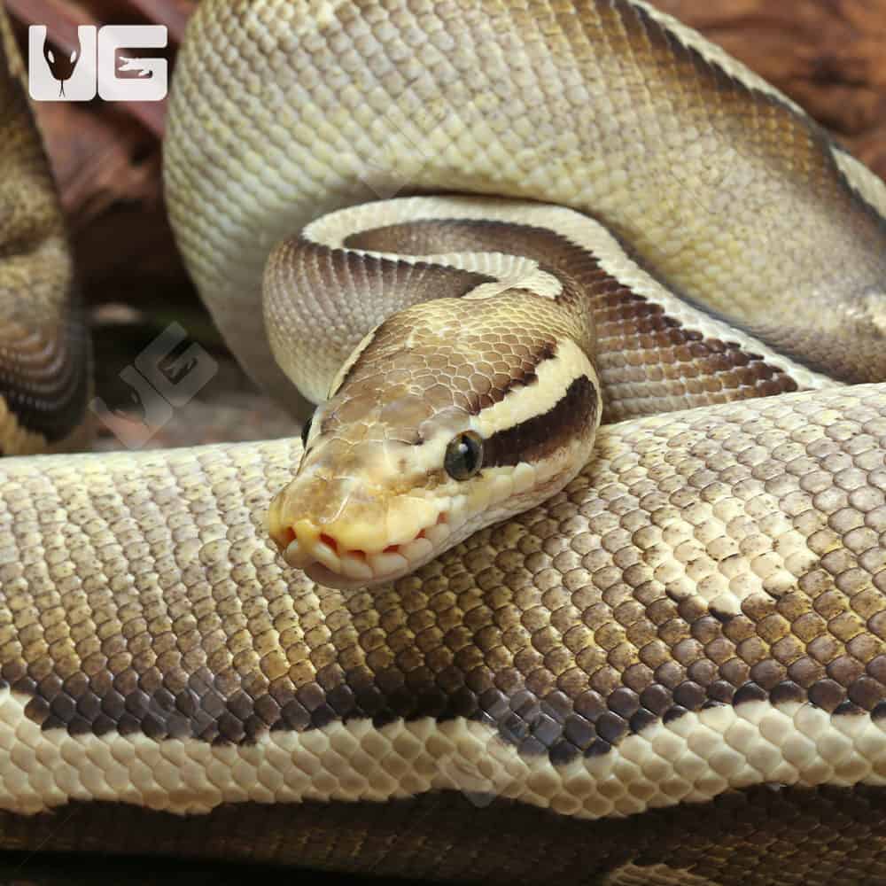 Adult Male GHI Mojave Leopard Blade Pastel Het Clown Ball Python #J79 ...
