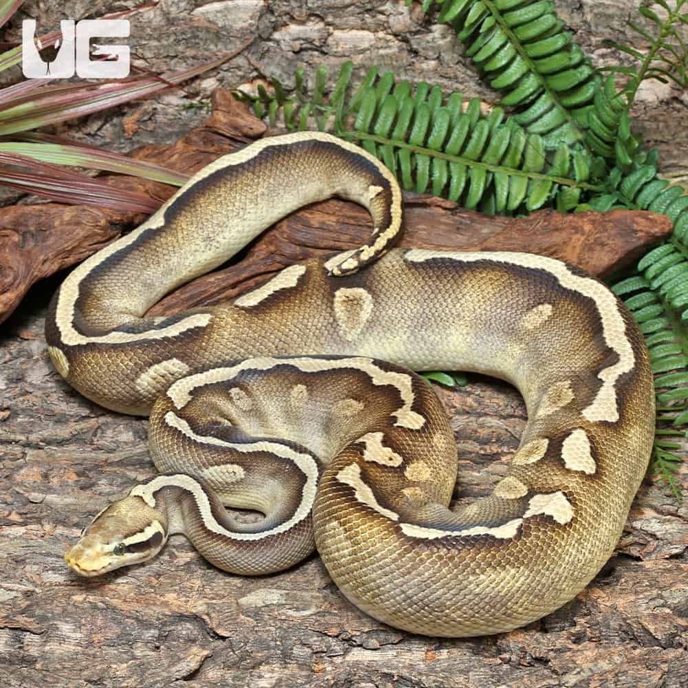 Adult Male GHI Mojave Leopard Blade Pastel Het Clown Ball Python #J79 ...