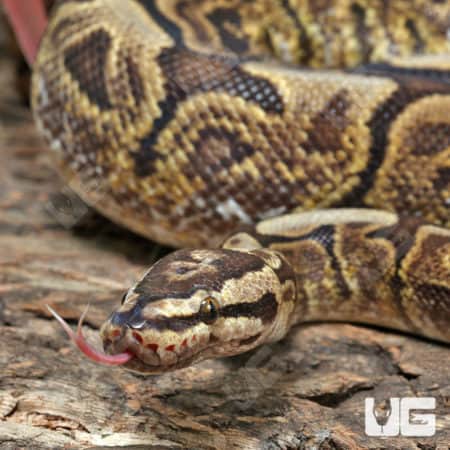 Adult Male GHI Mojave Spider Hurricane Ball Python #J74 (Python regius) For Sale - Underground Reptiles