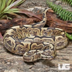 Adult Male GHI Mojave Spider Hurricane Ball Python #J74 (Python regius) For Sale - Underground Reptiles