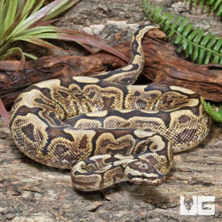 Adult Male GHI Mojave Spider Hurricane Ball Python #J74 (Python regius) For Sale - Underground Reptiles