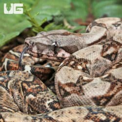 Gilbert T+ 66% Het Leopard Blood Central American Boa (#B15, #B16, #B17, #B18, #B19) (Boa constrictor imperator) For Sale - Underground Reptiles