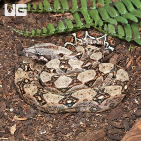 Gilbert T+ 66% Het Leopard Blood Central American Boa (#B15, #B16, #B17, #B18, #B19) (Boa constrictor imperator) For Sale - Underground Reptiles