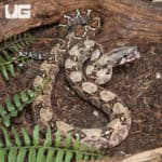 Gilbert T+ 66% Het Leopard Blood Central American Boa (#B15, #B16, #B17, #B18, #B19) (Boa constrictor imperator) For Sale - Underground Reptiles