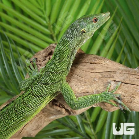 Green Tree Monitor Pair (Varanus prasinus) For Sale - Underground Reptiles