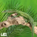 Green Tree Monitor Pair (Varanus prasinus) For Sale - Underground Reptiles