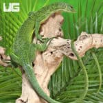 Green Tree Monitor Pair (Varanus prasinus) For Sale - Underground Reptiles