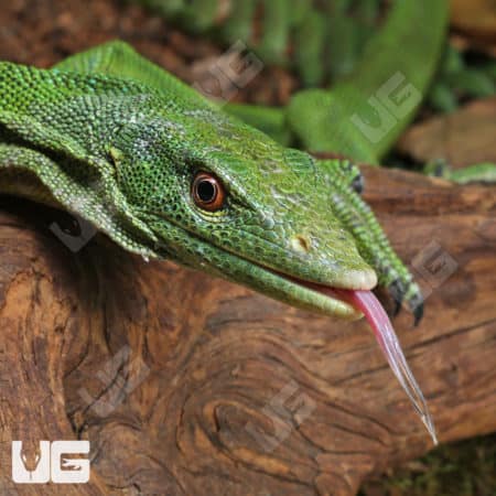 Green Tree Monitor Pair (Varanus prasinus) For Sale - Underground Reptiles