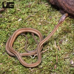 Baby Ribbon Snakes (Thamnophis sauritus) For Sale - Underground Reptiles
