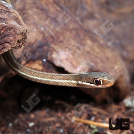 Baby Ribbon Snakes (Thamnophis sauritus) For Sale - Underground Reptiles