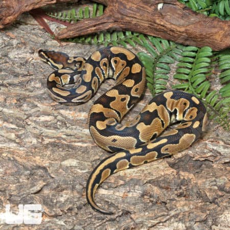 Yearling Male Het Pied Het Clown Ball Python #J21 (Python regius) For Sale - Underground Reptiles