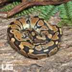 Yearling Male Het Pied Het Clown Ball Python #J21 (Python regius) For Sale - Underground Reptiles