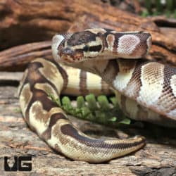 Yearling High OD Enchi YB or Asphalt Ball Python (#J24, #J25, #J26, #J27) (Python regius) For Sale - Underground Reptiles
