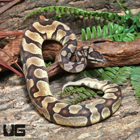 Yearling High OD Enchi YB or Asphalt Ball Python (#J24, #J25, #J26, #J27) (Python regius) For Sale - Underground Reptiles
