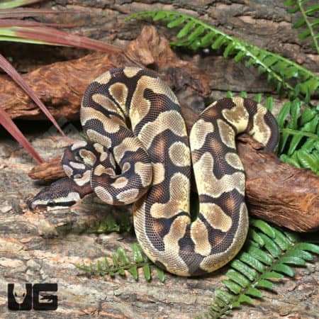 Yearling High OD Enchi YB or Asphalt Ball Python (#J24, #J25, #J26, #J27) (Python regius) For Sale - Underground Reptiles