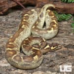 Adult Male High Super OD Enchi Freeway YB/Asphalt Ball Python #J78 (Python regius) For Sale - Underground Reptiles