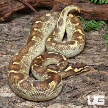 Adult Male High Super OD Enchi Freeway YB/Asphalt Ball Python #J78 (Python regius) For Sale - Underground Reptiles