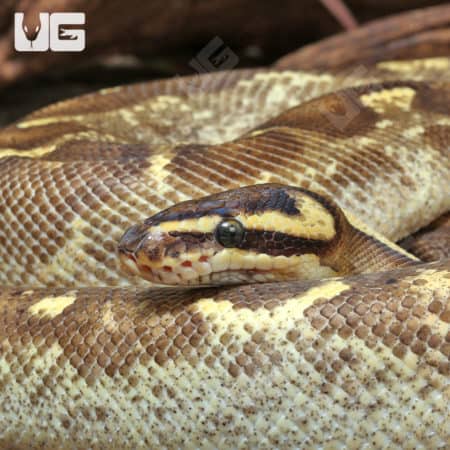 Adult Male High Super OD Enchi Freeway YB/Asphalt Ball Python #J78 (Python regius) For Sale - Underground Reptiles