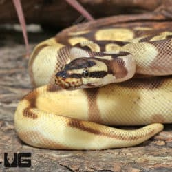 Yearling Male High Super OD Super Enchi YB or Asphalt Ball Python #J23 (Python regius) For Sale - Underground Reptiles