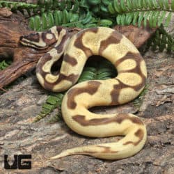 Yearling Male High Super OD Super Enchi YB or Asphalt Ball Python #J23 (Python regius) For Sale - Underground Reptiles