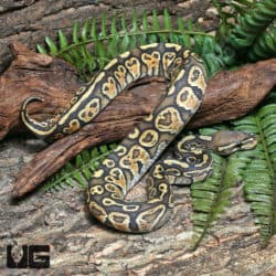 Yearling Male Hypo Enchi Hurricane 66% Het Rainbow Ball Python #J16 (Python regius) For Sale - Underground Reptiles