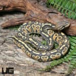 Yearling Male Hypo Enchi Hurricane 66% Het Rainbow Ball Python #J16 (Python regius) For Sale - Underground Reptiles