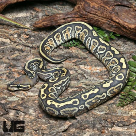 Yearling Male Hypo Enchi Super Hurricane 66% Het Rainbow Ball Python #J15 (Python regius) For Sale - Underground Reptiles
