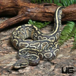 Yearling Male Hypo Enchi Super Hurricane 66% Het Rainbow Ball Python #J15 (Python regius) For Sale - Underground Reptiles
